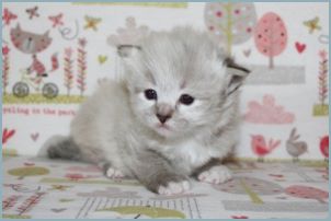 Male Siberian Kitten from Deedlebug Siberians